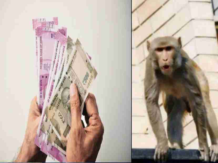 दमोह में बंदर ने ट्रैफिक जाम में फंसे आदमी का 1 लाख रुपये ले भागा बंदर