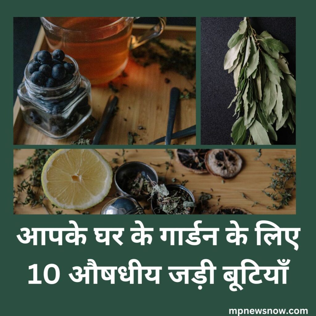 10 Medicinal Herbs for the Garden