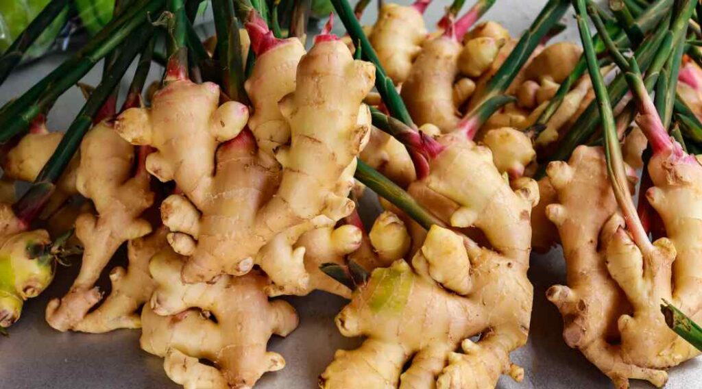 10 Best Healing Plants You Can Grow At Home: स्वास्थ्य लाभ के लिए घर पर लगाएं ये 10 औषधीय पौधे, कई बीमारी से रहेगे दूर 5 10 Best Healing Plants You Can Grow At Home