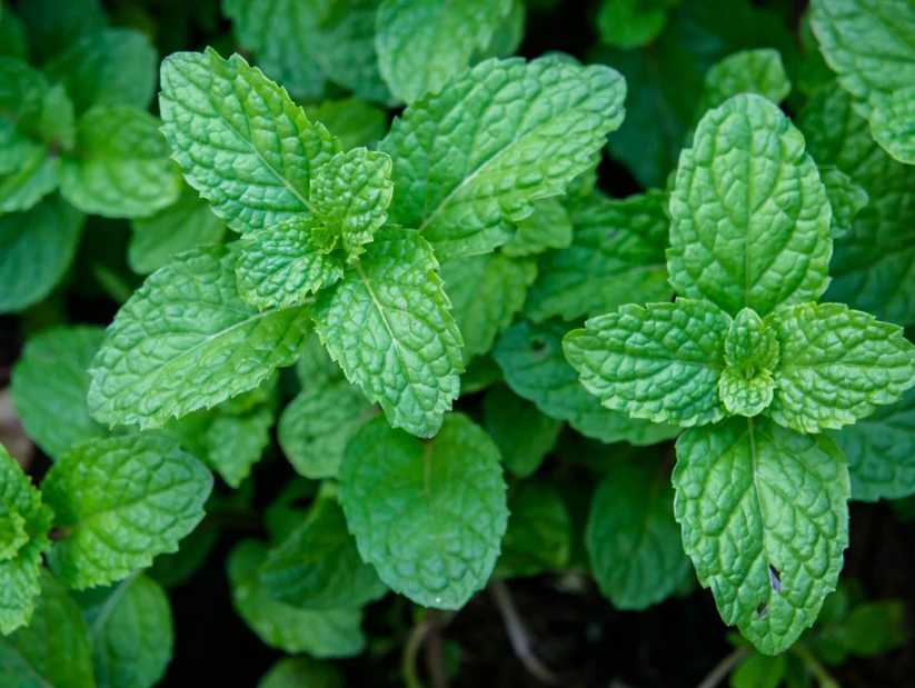 10 Best Healing Plants You Can Grow At Home